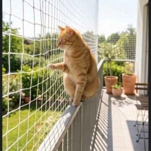 Kedi Filesi