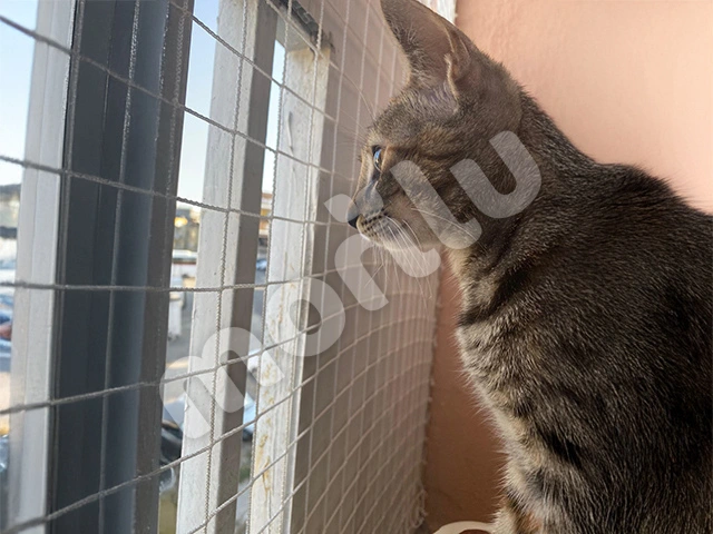 Kedi Filesi - 4 cm Gözenekli - Kare Desen - Beyaz 4 kedi filesi 4cm gozenekli 2