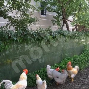 Kümes ve Bahçe Çevirme Çit Örtüsü - 55lik - Yeşil
