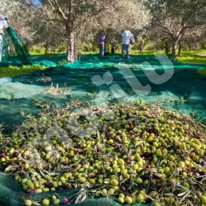 Zeytin Toplama Filesi - 75lik - Yeşil