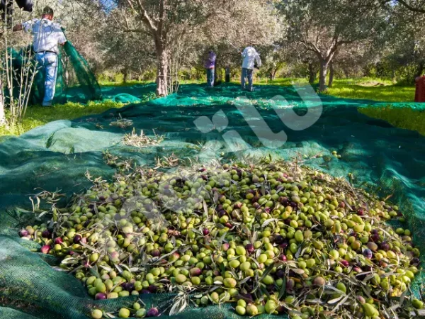 Anasayfa 17 zeytin toplama filesi