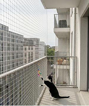 Kedi Filesi 5 Kedi-Filesi-Bakon-Uygulamasi