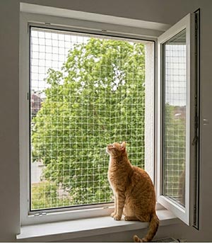 Kedi Filesi 6 Kedi-Filesi-Pencere-Uygulamasi