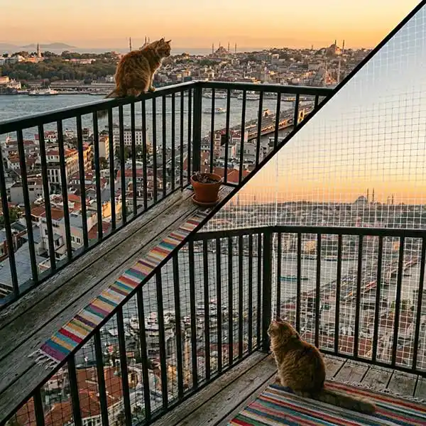 Kediler Balkondan Düşer mi? Balkon Güvenliği İçin Bilmeniz Gerekenler