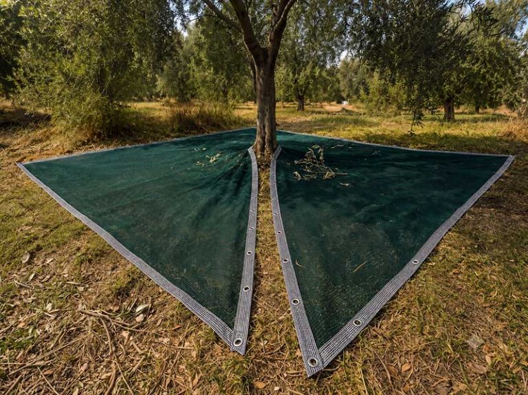 Agaca-Gecen-Zeytin-Filesi.jpg