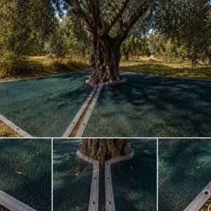 agaca_gecirmeli_zeytin_filesi